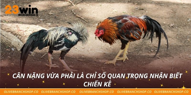 Cách Nhận Biết Chiến Kê Hiệu Quả Cho Người Chơi 23win Cân nặng vừa phải là chỉ số quan trọng nhận biết chiến kê
