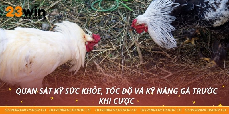 Quan sát kỹ sức khỏe, tốc độ và kỹ năng gà trước khi cược