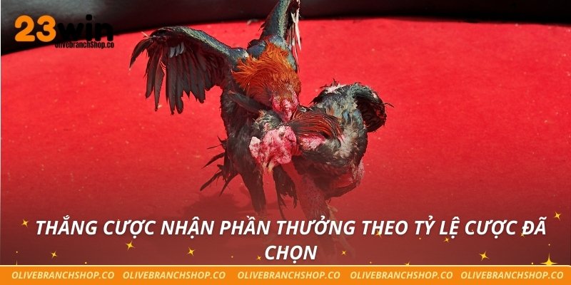 Thắng cược nhận phần thưởng theo tỷ lệ cược đã chọn